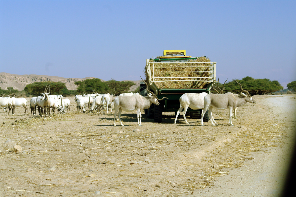 Сейчас в заповеднике живет больше животных, чем его