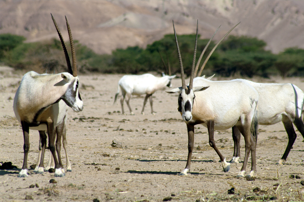 Это - Аравийский орикс или белый орикс. Безжалостно