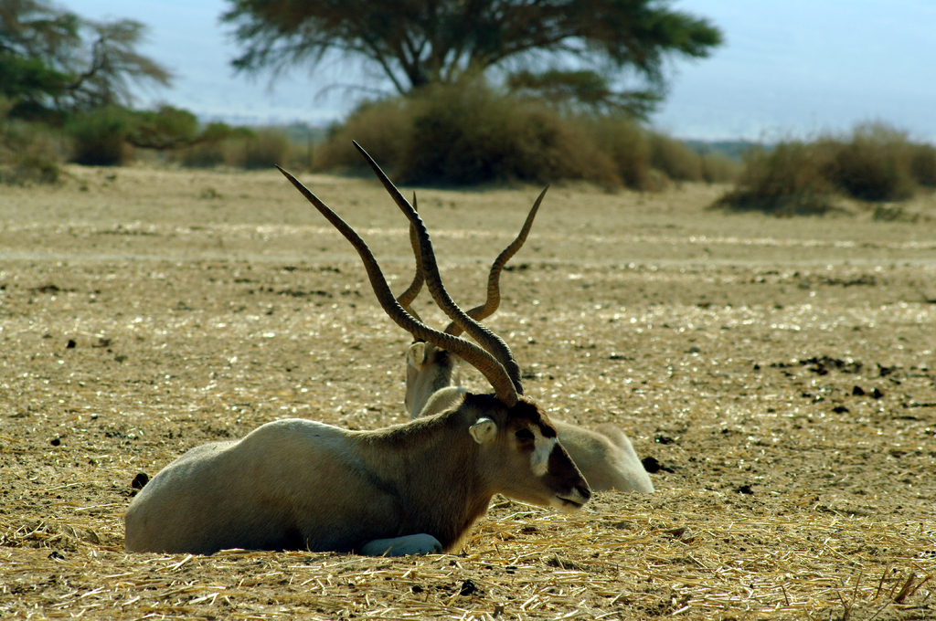 Это - аддакс, африканская антилопа с очень длинными