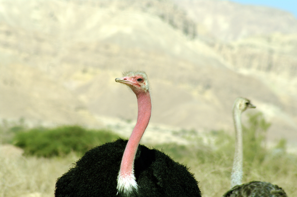 Самец и самка страуса в заповеднике Хай Бар