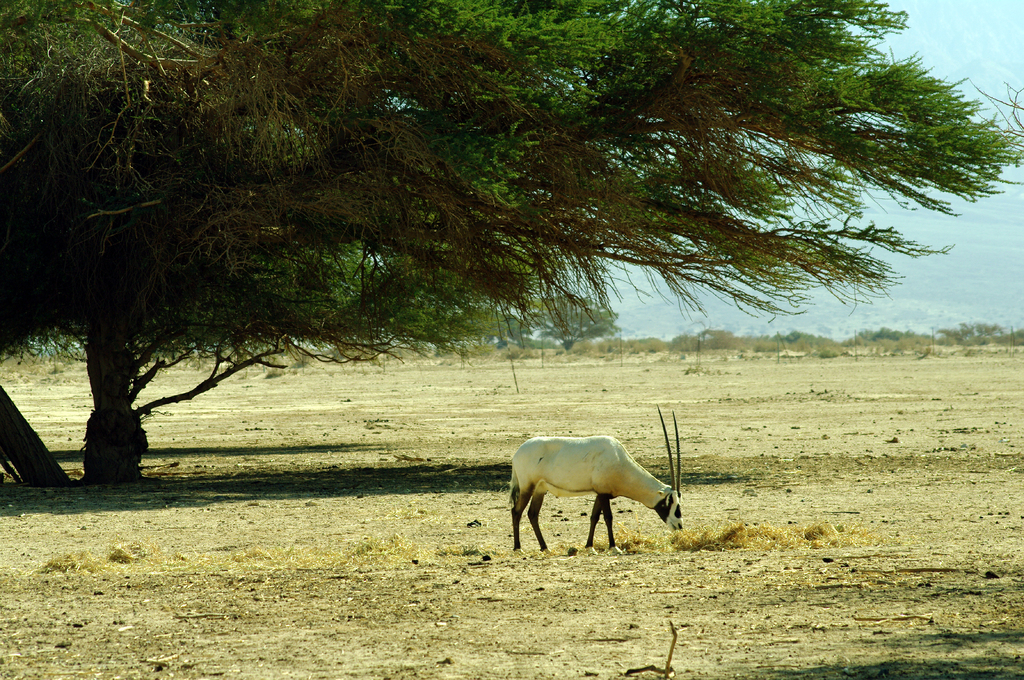 Акация дает много тени и корм для животных.