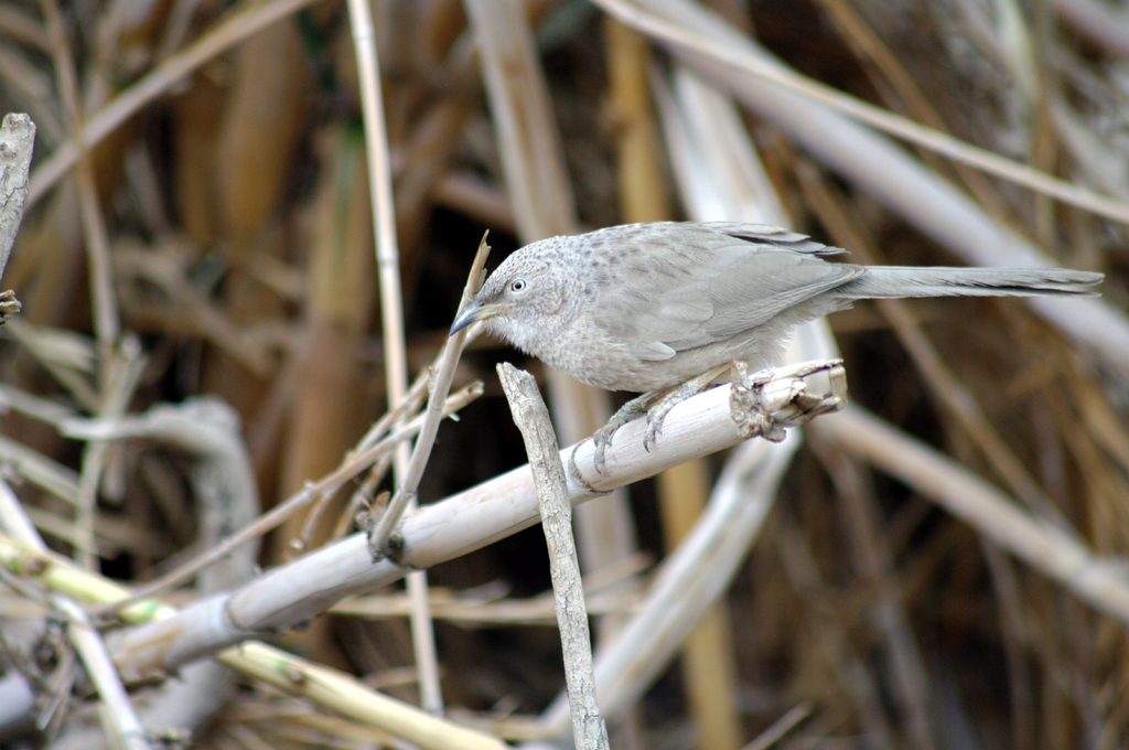 В заповеднике Эйн-Геди живет много видов птиц.