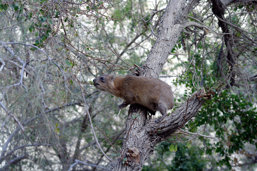 Даман похож на сурка, но принадлежит отряду хоботных