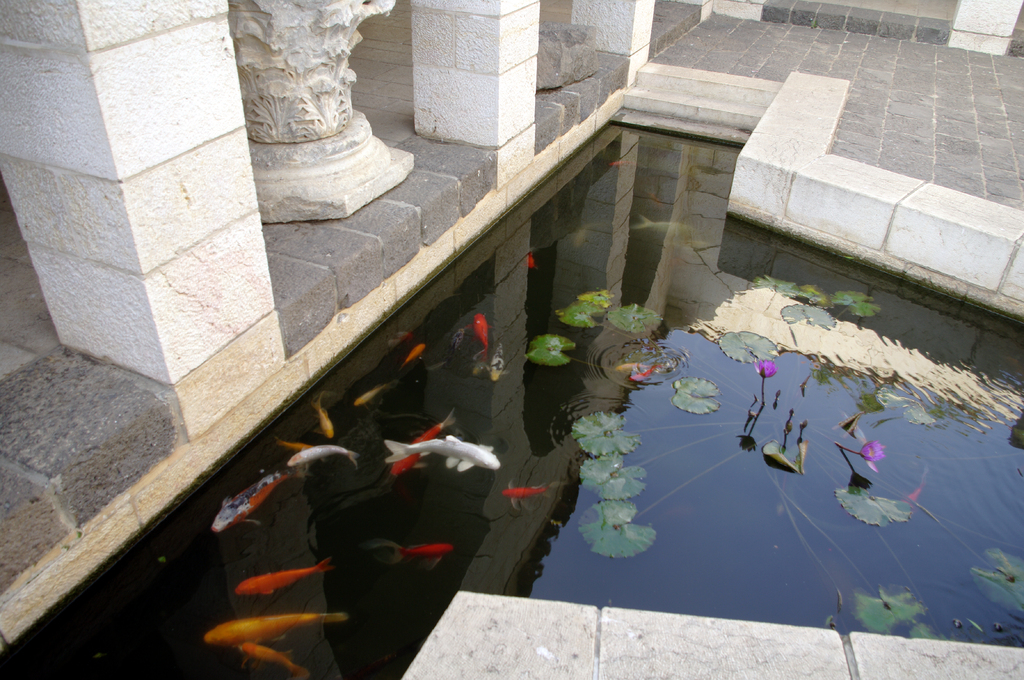 Бассейн с рыбами во дворе церкви Умножения Хлебов