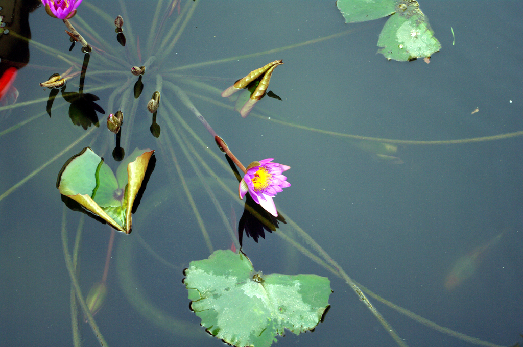 Растения в бассейне во дворе церкви Умножения Хлебов
