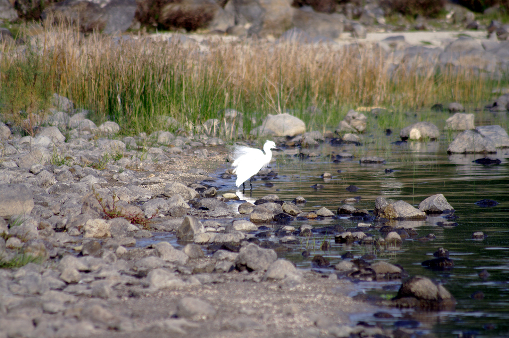 Цапля на берегу озера Кинерет