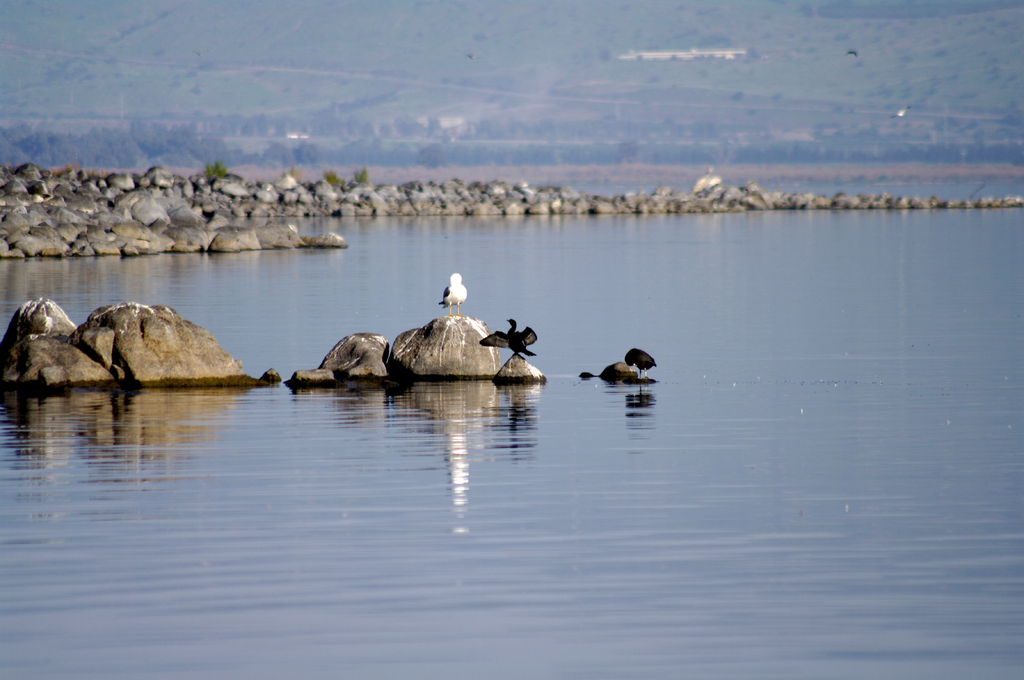 На озере Кинерет живет много разных видов птиц.