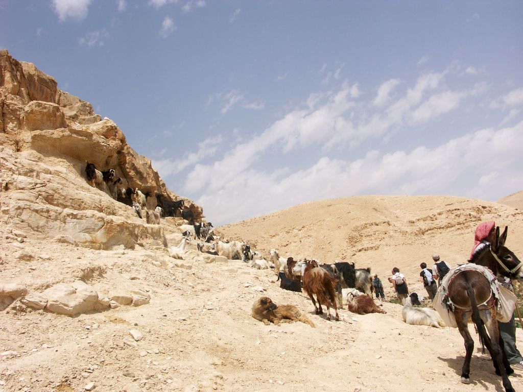 Встреча с пастухом в ущелье Вади Кельт на