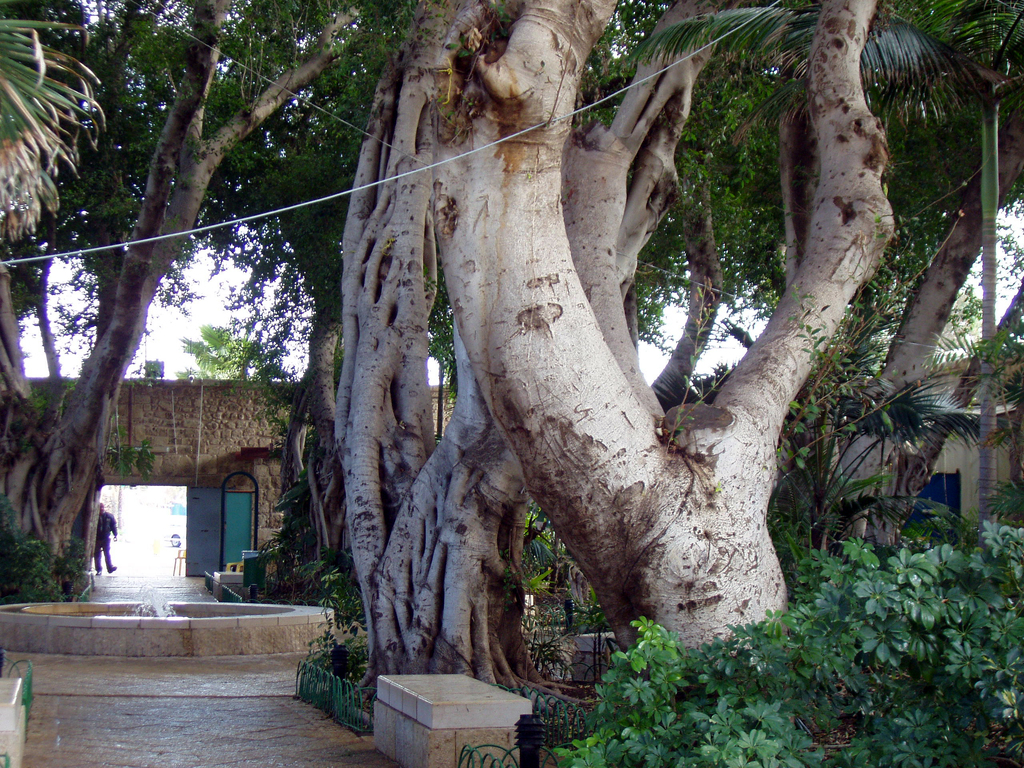 Волшебный сад в Акко, через который пролегает путь