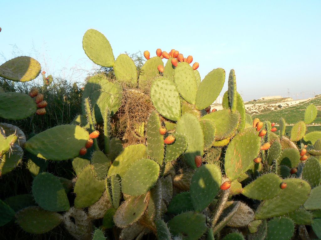 Цветущие кактусы (опунции).