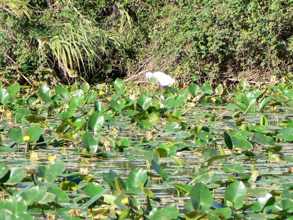 Кувшинки в парке Яркон.