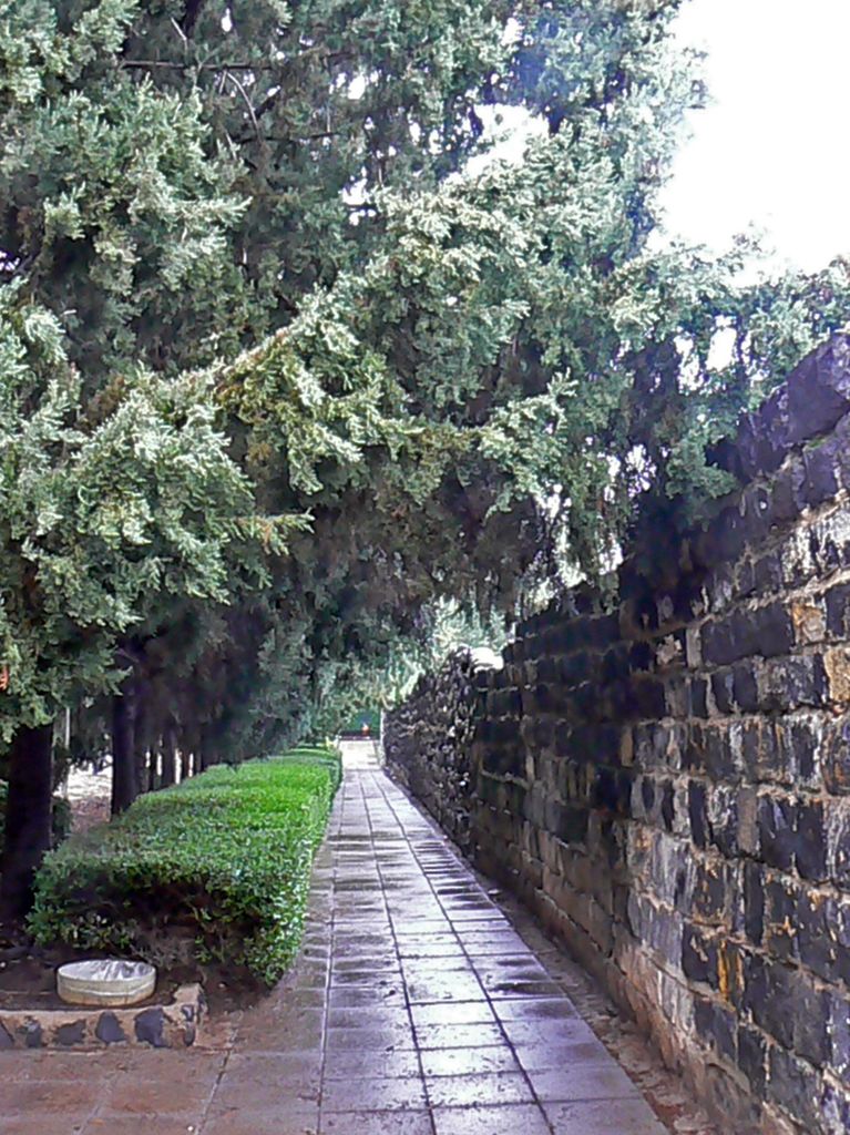 Туевая аллея и монастырская стена.