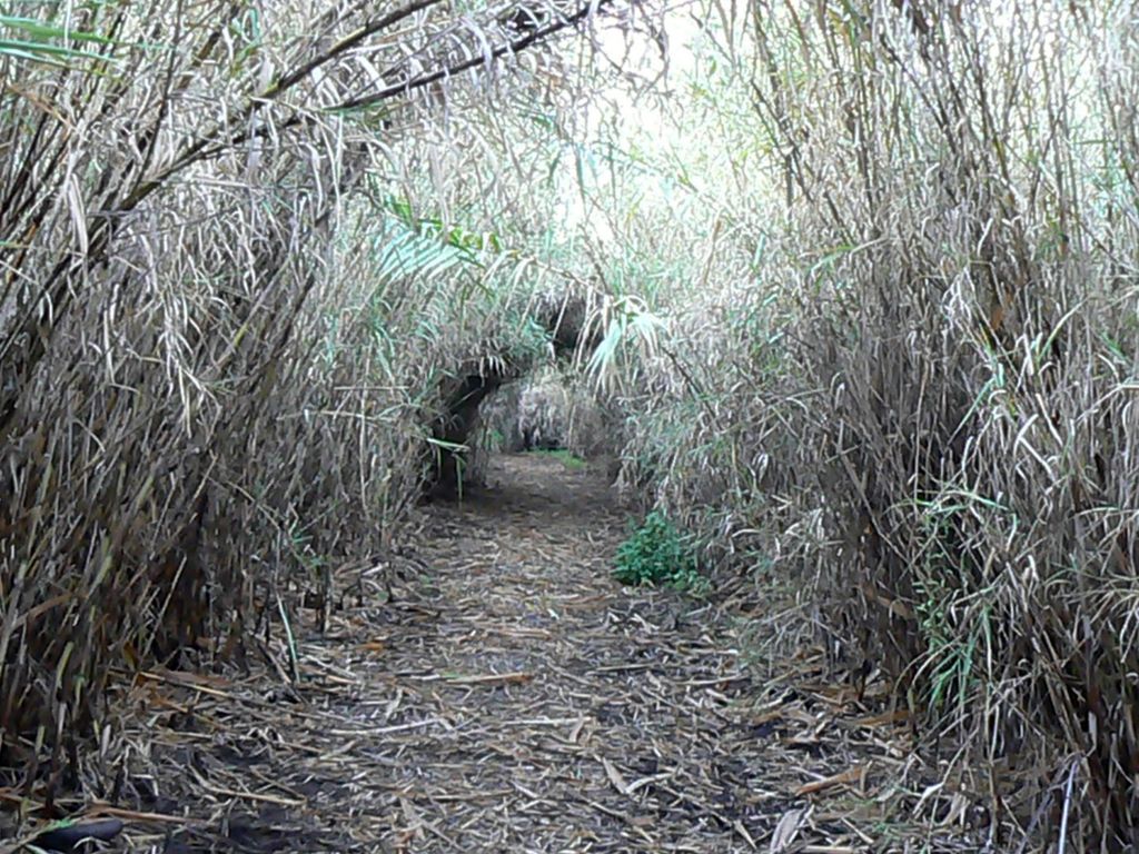 Парк Ярден. Заросли бамбука на берегу Иордана.