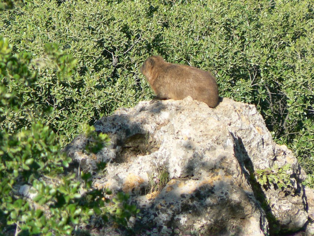 Скалистый заяц в Баниасе