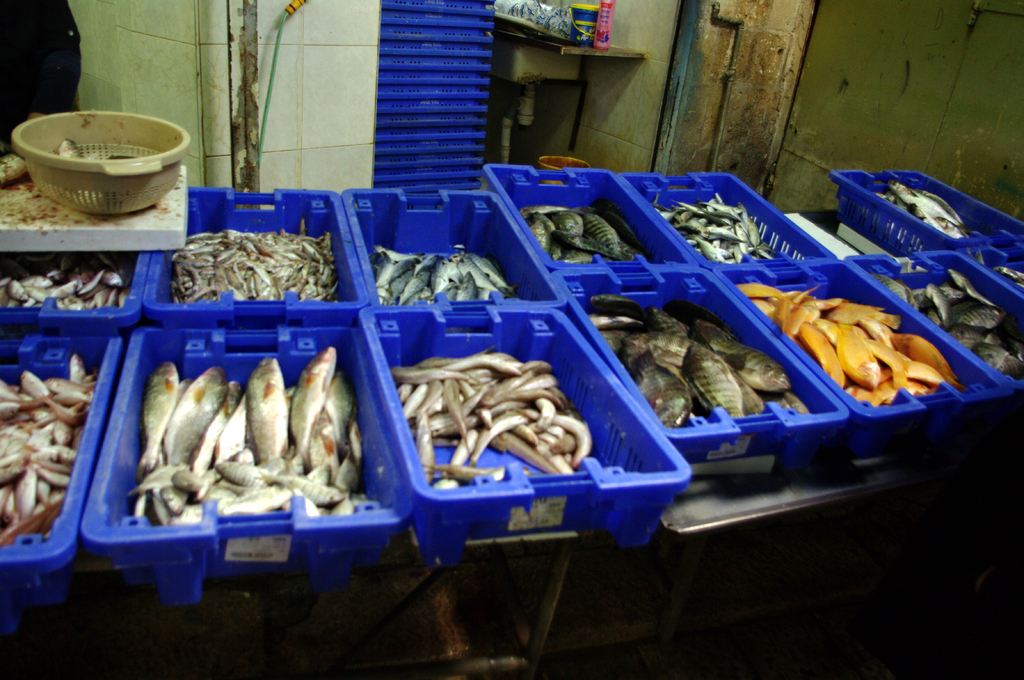 Торговля рыбой в морском городе Акко.