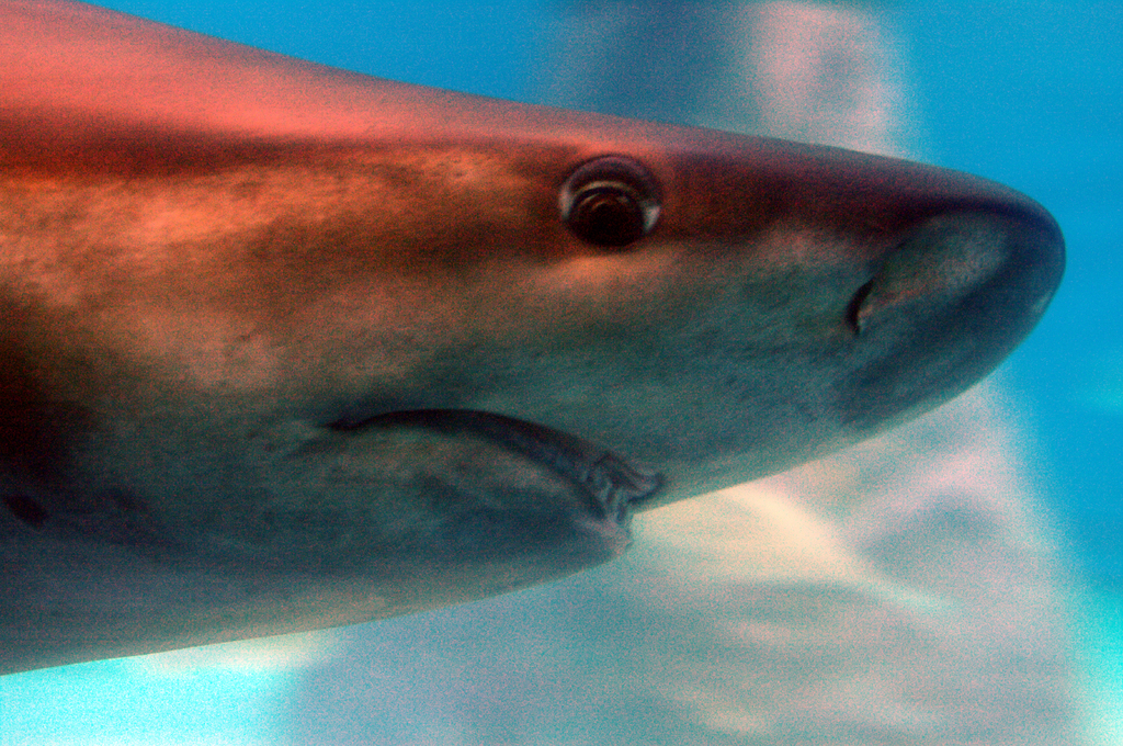 В бассейне с акулами морских хищников можно рассмотреть