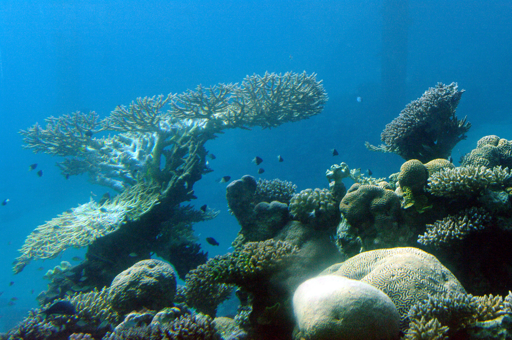 Кораллы на южных пляжах Эйлата. Тут рекомендуют плавать