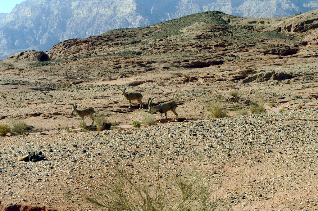 Горные козлы в парке Тимна. Короткие сильные ноги