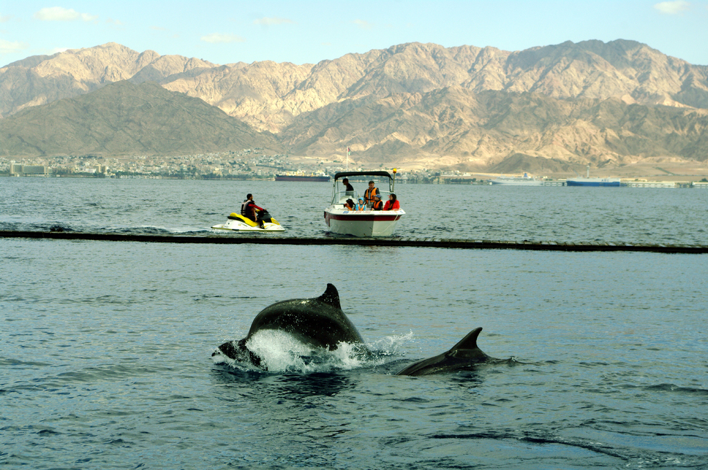 К внешней стороны ограждения эйлатского дельфинариума часто подплывают
