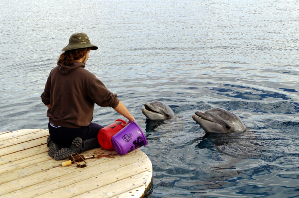 Каждого дельфина кормят из своего ведра. Ведра разного