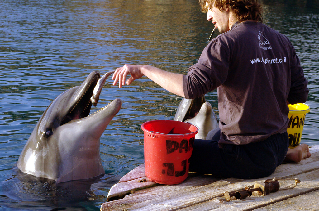 Зубастенький дельфинчик любит рыбку. Мордашка довольная. Кормление идет