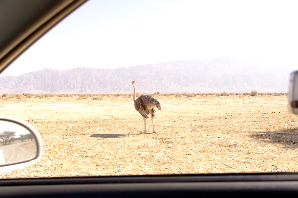 По заповеднику нужно медленно передвигаться на машине. Из