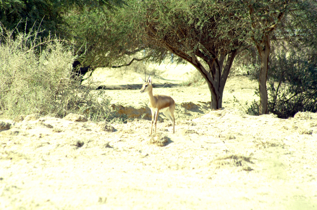 Газель Доркас. В Израиле встречается несколько видов газели.