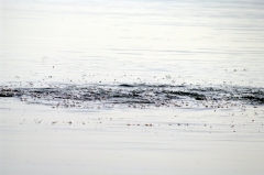 Именно здесь закинули сеть ученики Иисуса и она заполнилась рыбой до краев. По крайней мере, глядя на воду, веришь, что место для строительства церкви Святого Петра выбрано безошибочно. В Табхе действительно рыбные места, она приходит кормиться к впадающим в озеро ручьям.