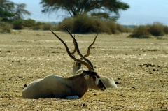 Это - аддакс, африканская антилопа с очень длинными спиралевидными рогами. Очень редкий вид. Массовая охота на них из-за ценного мяса и кожи привела почти к полному уничтожению аддексов. Сейчас в дикой природе их осталось всего около 200 голов. Аддаксы в заповедник Хай Бар Йотвата были завезены из чада в 1969 году. Раньше из рогов аддекса (они могут быть более метра в длину) делали музыкальный инструмент шофар, которым трубили в синагогах.