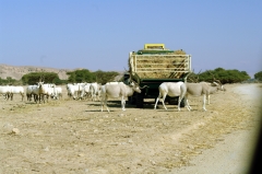 Сейчас в заповеднике живет больше животных, чем его земля способна прокормить естественным образом. Поэтому их дополнительно кормят сеном. Говорят, нужно соблюдать осторожность и не ослаблять внимание, чтобы ненароком не оказаться насаженным на длинный могучий рог. Такое ранение вполне может оказаться смертельным, особенно если рог прямой.