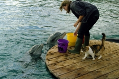 Местный кот не равнодушен к процессу кормления. Интересно, как он относится к дельфинам? Тоже как к большой рыбке? Не прочь отведать кусочек? Или у дельфинов другой запах и кот к ним относится, как к своим большим братьям-млекопитающим? Вы как думаете?