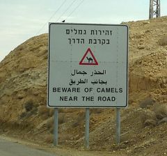 Здесь официальный дорожный знак для усиления эффекта  снабжен баннером с текстом, предупреждающим об опасности встречи с верблюдом на дороге.