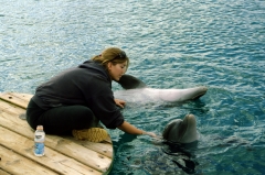 Дельфины (особенно - дельфинихи) очень любят ласку. А персонал любит общаться с ними, делать массаж.