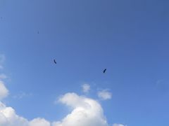 Орлы над Гамлой.