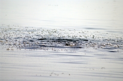 В некоторых местах озеро Кинерет буквально "кипит" от рыбы. Именно в этом озере водится рыба Святого Петра (арабы её называют мушт, а евреи - амнон).