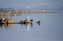 На озере Кинерет живет много разных видов птиц.