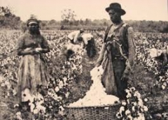 Хлопок - золото американского Юга
