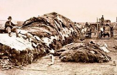 Бизоньи шкуры